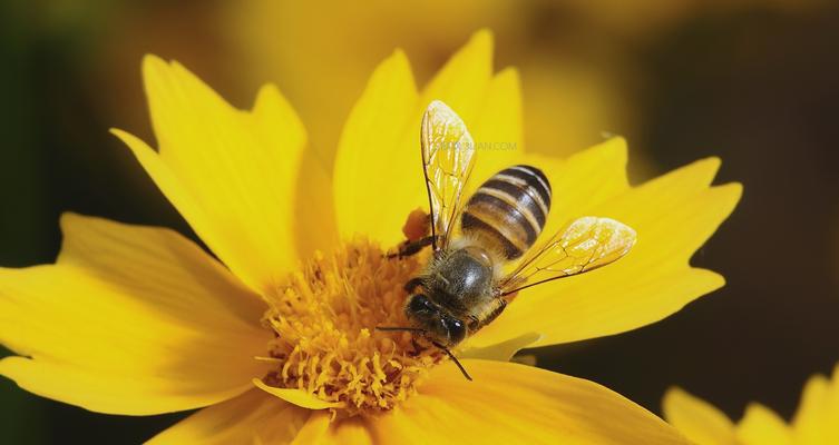 处理被蜜蜂蛰伤的正确方法（急救指南及预防措施）