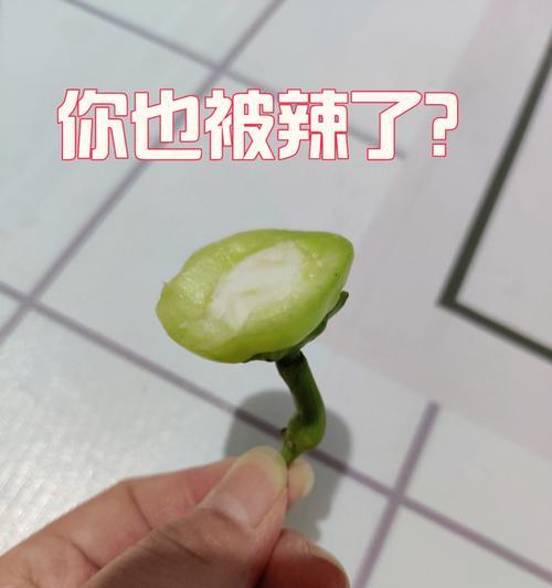 遇到辣手该怎么办？（学会正确处理辣椒刺激）