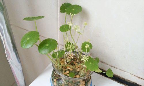铜钱草的养护要点（打造繁茂青翠的铜钱草景观）