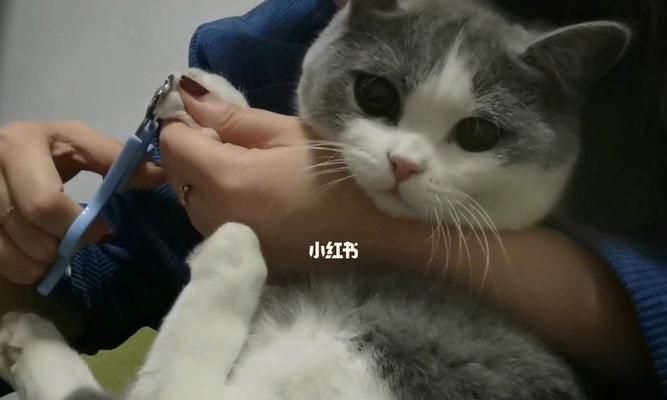 让猫自愿剪指甲的方法（温和训练让猫独立修剪指甲，）