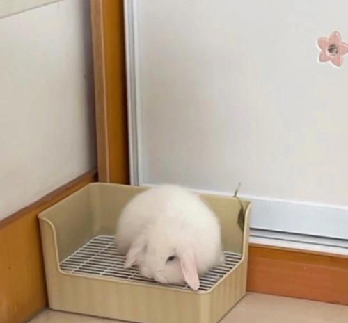 训练兔子上厕所的有效方法（培养兔子良好卫生习惯）