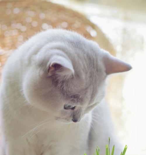 猫咪为什么需要吃草（猫咪吃草的好处大全）