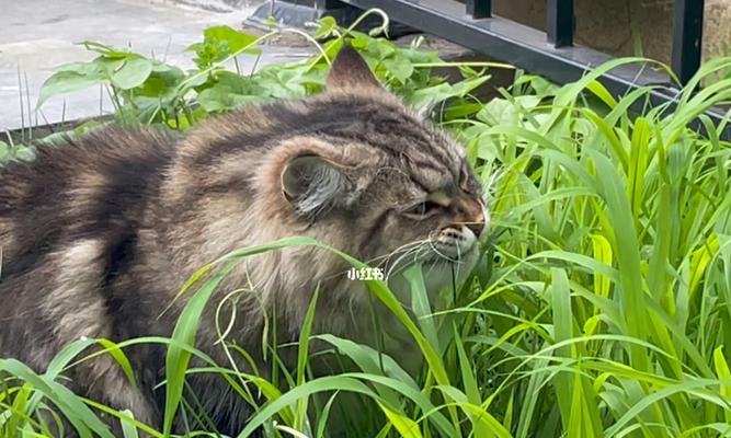 猫咪为什么需要吃草（猫咪吃草的好处大全）