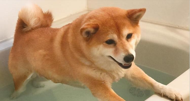 如何正确给狗狗洗澡（保持宠物犬清洁的关键步骤与技巧）