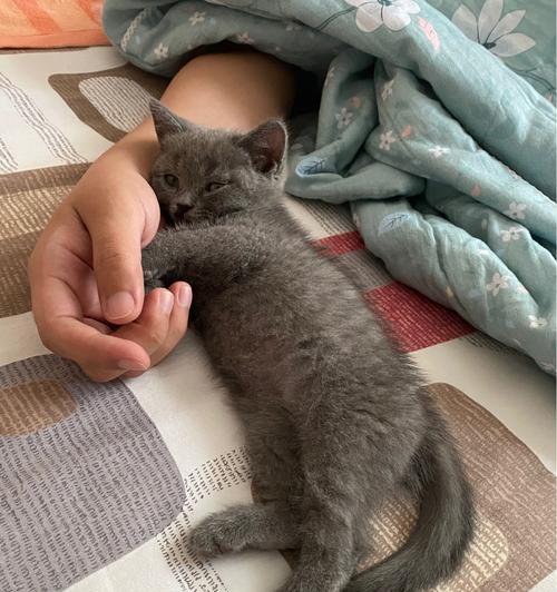 如何纠正猫爱咬人手的行为（减少猫咬人手的方法和技巧）