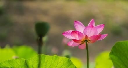 佛门四大皆空是哪四大？含义和解释是什么？
