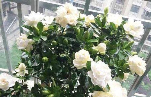 栀子花秋天养护方法有哪些？如何确保栀子花健康过秋？
