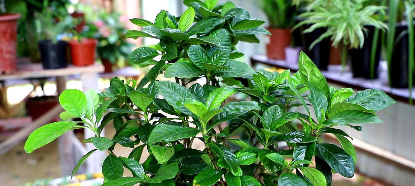 栀子花秋天养护方法有哪些？如何确保栀子花健康过秋？