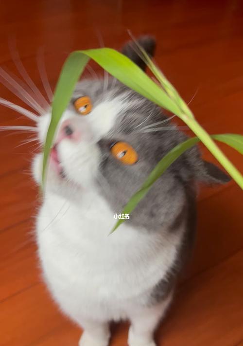 猫为什么喜欢吃草？猫吃草背后的秘密是什么？