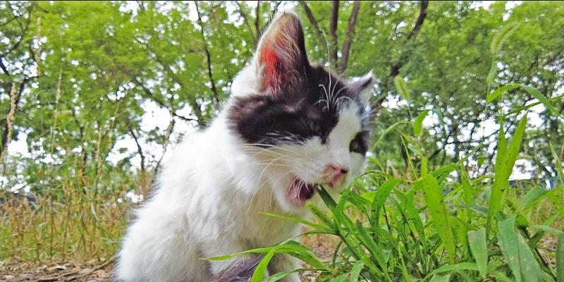 猫为什么喜欢吃草？猫吃草背后的秘密是什么？