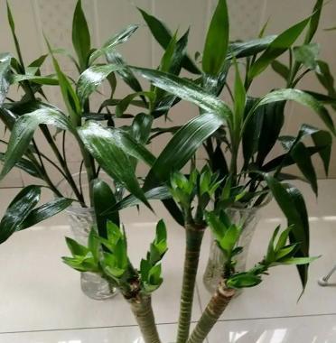 土培富贵竹叶子变黄怎么办？如何快速恢复绿色？