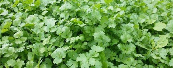 秋天适合种什么菜？有哪些蔬菜是秋季种植的最佳选择？