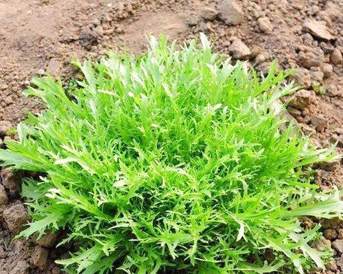 秋天适合种什么菜？有哪些蔬菜是秋季种植的最佳选择？