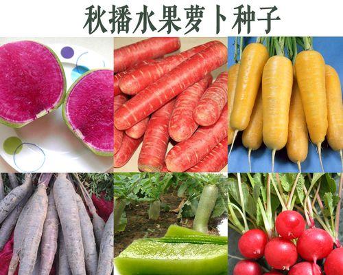 胡萝卜种子怎么种？种植步骤和注意事项是什么？