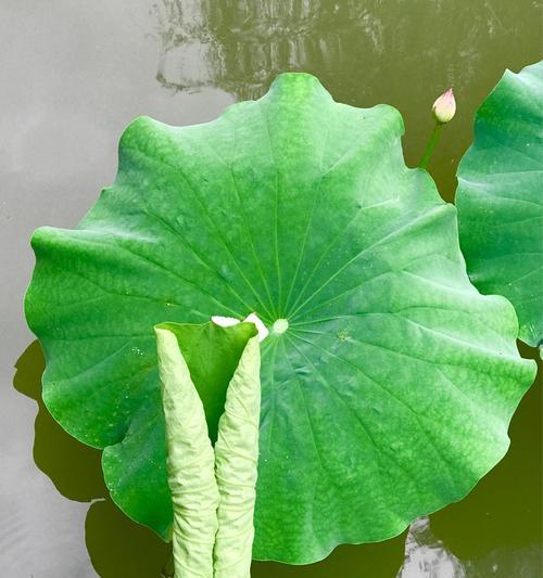 荣耀100手机壳荷叶开启方法是什么？